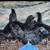 Ayam Cemani Laying Hens (laying now) 10 thumbnail