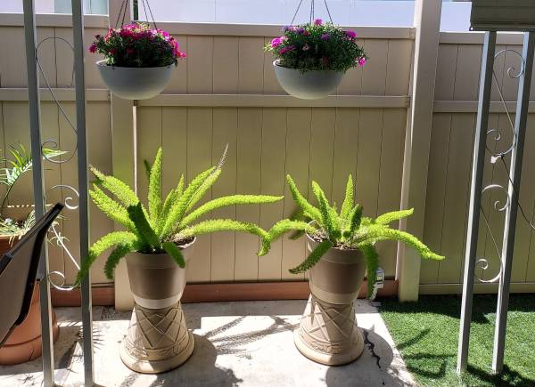 Two Large Foxtail Ferns 1