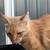 Found Kitten 6-7 Months 2 thumbnail