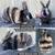 Harlequin Rabbits 5 thumbnail