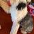Purebred Sheep dog for STUD 1 thumbnail