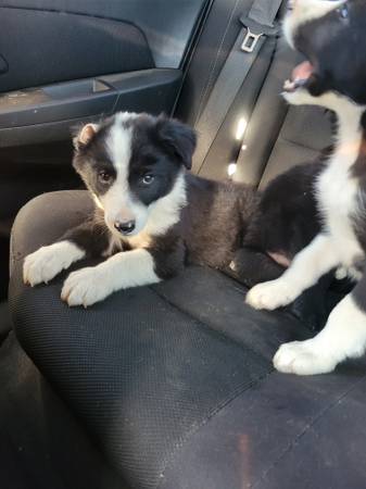 Border collie puppies (morgan hill)64031023474563120