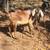 nubian goats 4 thumbnail