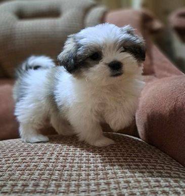 availableShihtzu puppies (213-47eight-3266)63924865978882120