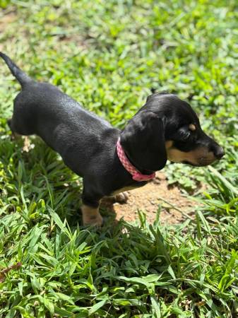 Pequeños dachshunds pequeñitos (Easley)63661423945473120