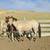 2yo Buckskin Roan colt horse 2 thumbnail