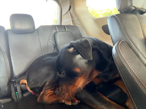 Macho Rottweiler de dos años (Isla de Staten)63280405561729123