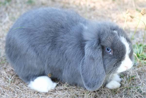 Macho holandés lop (Vernonia)63842373532675121