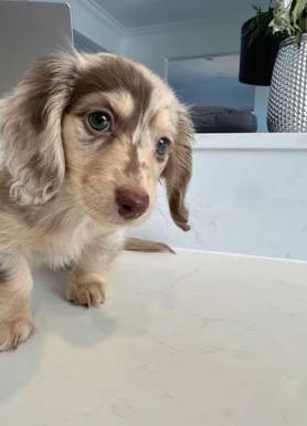 Available Dachshund pups 1
