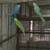 Ringneck parrots 4 thumbnail