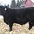 Registered Angus Bulls 4 thumbnail