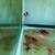 Two clown fish 3 thumbnail