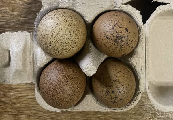 3 laying hens - olive egger (Bloomington)63414697720579122