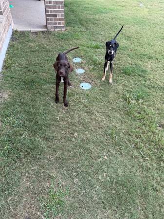 Free 7 month old German Short Haired Puppies (Katy)63859315945347120
