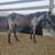 Blue Roan APHA 2 thumbnail