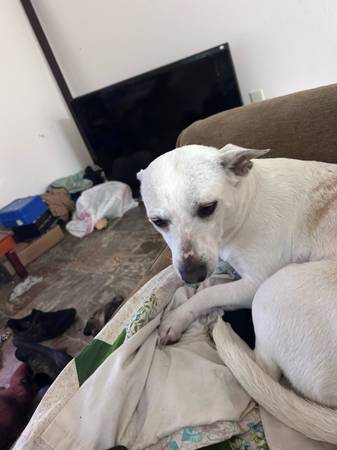 Necesito reubicar a un cruce de Chihuahua de 2 años (Raymond)64184332023426120