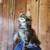 Imported Male Maine Coon Kitten 2 thumbnail