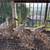 Indian Runner Ducks 2 thumbnail