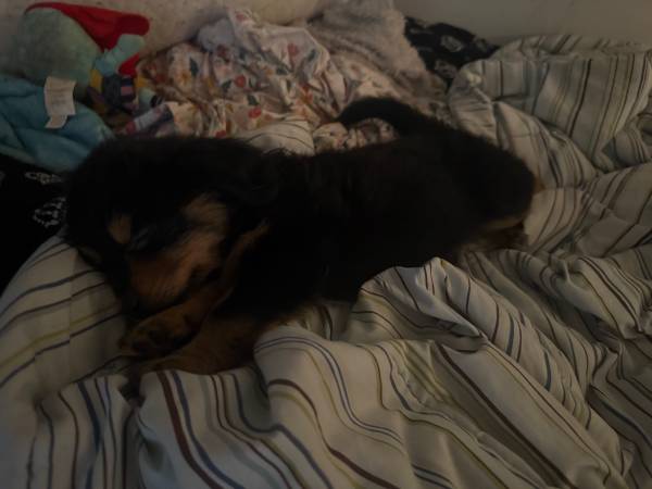Long hair dachshund (West la / Santa Clarita)63656443947907121