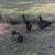 Young Ducks   7 months old  Straight Run  $20.00 EACH 4 thumbnail