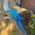 Macaw 4 thumbnail