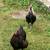 Eggs from amazing chickens 2 thumbnail
