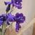 Dark Purple large Irises plants 1 thumbnail