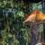 canaries and budgies 1 thumbnail