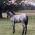 Blue Roan Filly 1 thumbnail