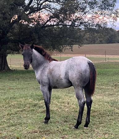 Blue Roan Filly 1