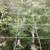 Soporte para plantas Tallo de vid de red para exteriores 3280 'x 6.5' 3 thumbnail