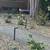 New landscape Removal job design light to med size tree and bush $499 10 thumbnail