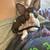 Cornish Rex Kittens 9 thumbnail