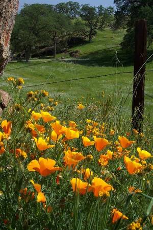 $500 Ideallic Hobby Farm / Ganado Foothill Acreage 4 Alquiler (Exeter)63809865005187120