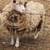Cheviot/ Dorest Wool sheep 3 thumbnail
