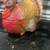 1 of a kind 32 pc Thanksgiving vintage dinnerware complete 10 thumbnail