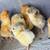 Easter egger chicks 1 thumbnail
