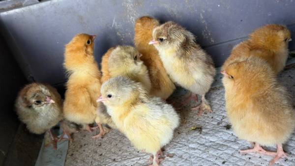Easter egger chicks 1