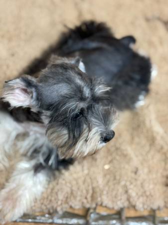 Miniature Schnauzer puppy (Guntown ms)63748469916929120