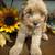 F1B MINI GOLDEN-DOODLE PUPPIES 5 thumbnail