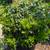 Pittosporum 3 thumbnail