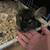 Chinchilla 3 thumbnail