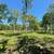 Land for sale 14.86 Acres approx. Somerville, TX 77879 13 thumbnail