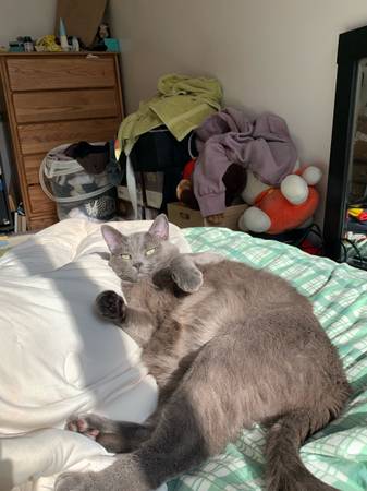 Rehoming dangelo (Seattle)63853557835009122