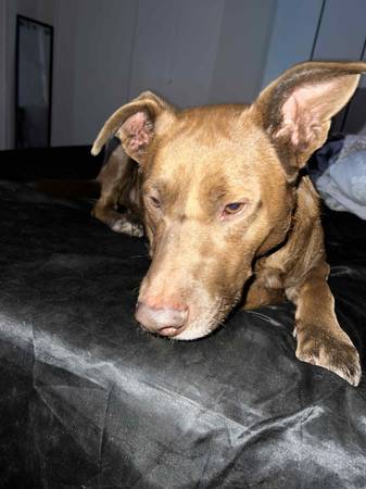DUKE!! (Mesa)63967288198018121