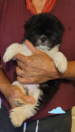 CKC Shihtzu puppies (Smyrna)63979869804546123