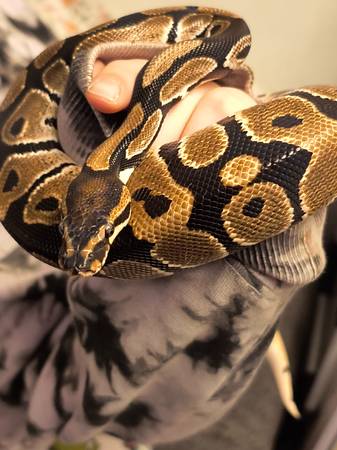Rehoming Ball python 1