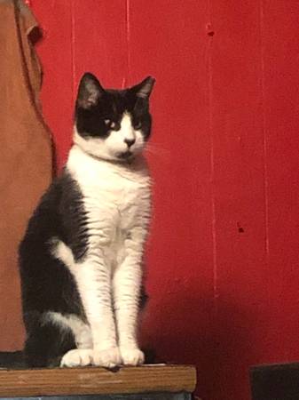 Lost cat black and white tuxedo. 1