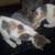 FREE Mother Cat & Two grown Kittens 4 thumbnail