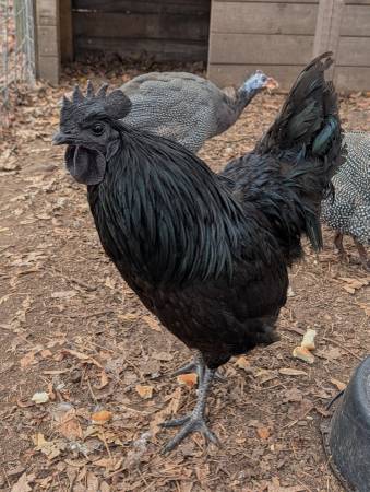 Ayam Cemani rooster 1